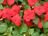 impatiens5.jpg