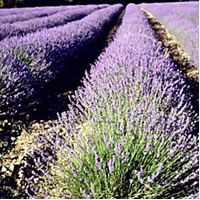 lavanda--.jpg