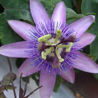 passiflora.jpg