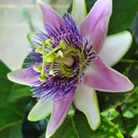 passiflora12.jpg