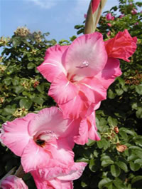gladijola3.jpg