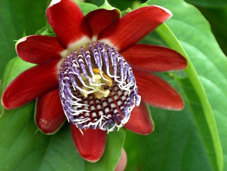 passiflora.jpg