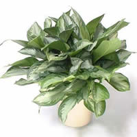 Aglaonema.jpg