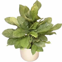 Aglaonema2.jpg
