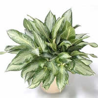 Aglaonema4.jpg