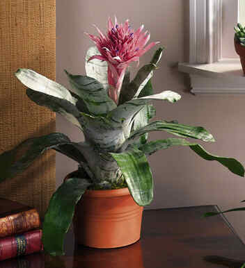 aechmea1.jpg