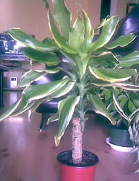 dracena1.jpg