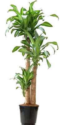 dracena2.jpg