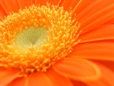 gerbera8.jpg