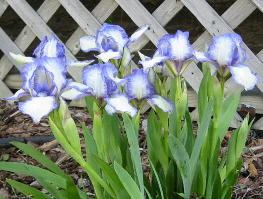 iris4.jpg