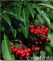 Ardizija – lat. Ardisia crenata