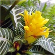 Cvijet Afelandra – lat. Aphelandra squarrosa