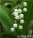 Cvijet Đurđica – Convallaria majalis