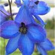 Kokotić – lat. Delphinium