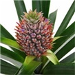 Ananas - Ananas comosum 