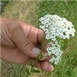 Stolisnik - lat.  Achillea millefolium L.