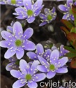 Biljka Jetrenka - hepatica nobilis