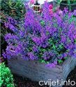Cvijet Angelonia