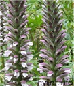 Cvijet Primog - Acanthus 