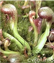 Darlingtonia californica - ENG: The cobra plant