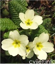 Obični jaglac - Primula vulgaris
