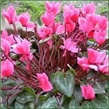 Ciklama – lat. Cyclamen persicum hibridi