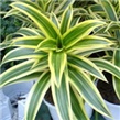 Dracena  - lat. Dracaena 