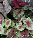 Kaladij, šareni korijen – lat. Caladium bicolor