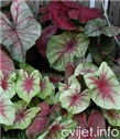 Kaladij, šareni korijen – lat. Caladium bicolor