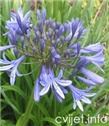 Afrički ljiljan - Agapanthus Africanus