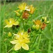 KANTARION - lat. Hypericum perforatum L.