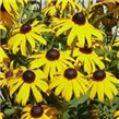 Pupavica – Rudbekija – lat. Rudbeckia fulgida