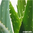 Aloe vera - lat. Aloe vera L.