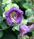 Cvijet Vilac - Cobaea scandens