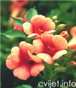 Cvijet Tekoma - Campsis radicans 