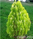 Thuja orientalis 