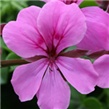 Puzava pelargonija – Pelargonium peltatum 