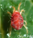 Crveni pauk (Tetranychus urticae)