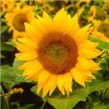 Suncokret – lat. Helianthus annuus