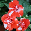 Vodenika - lat. Impatiens 