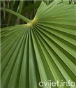 Niska Žumara - lat.chamaerops humilis 