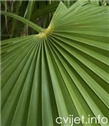 Niska Žumara - lat.chamaerops humilis 