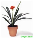 Cvijet Klivija - Clivia miniata 