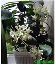 Madagaskarski jasmin - Stephanotis floribunda