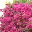 Bugenvileja – lat. Bougainvillea Glabra