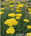 Zlatni stolisnik - Achillea filipendulina