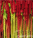 Lisičji rep, šćir  - Amaranthus caudatus