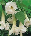 Anđeoske trube - Datura stramonium