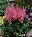 Cvijet Astilbe - Astilbe sp