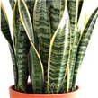 Sanseverija – lat. Sansevieria trifasciata